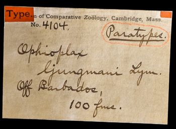 Media type: image;   Invertebrate Zoology OPH-4104 Description: Labels for this specimen included in the specimen tray.;  Aspect: labels